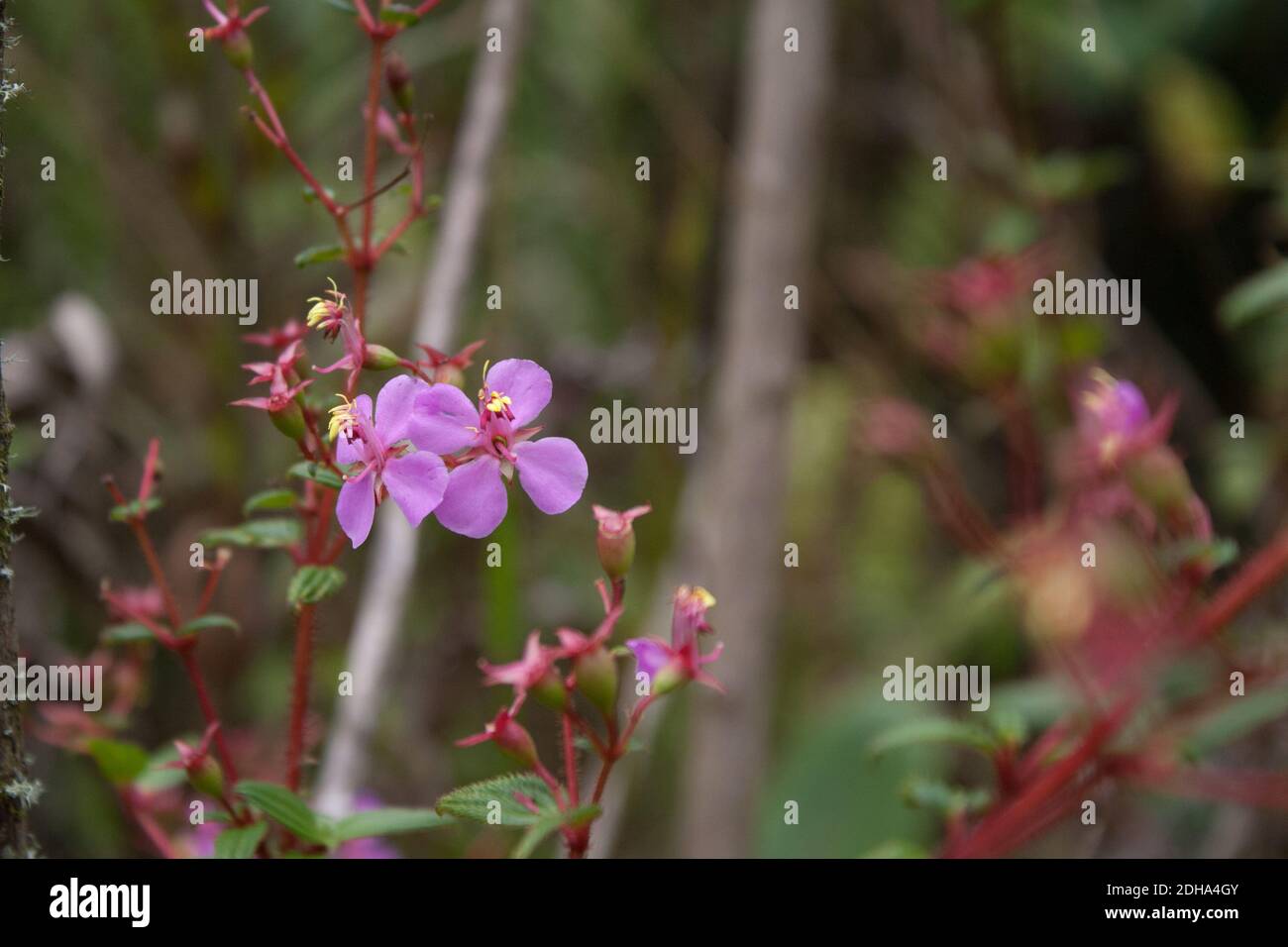 A selective focus shot of beautiful tiny violet wild melastomataceae flowers Stock Photo