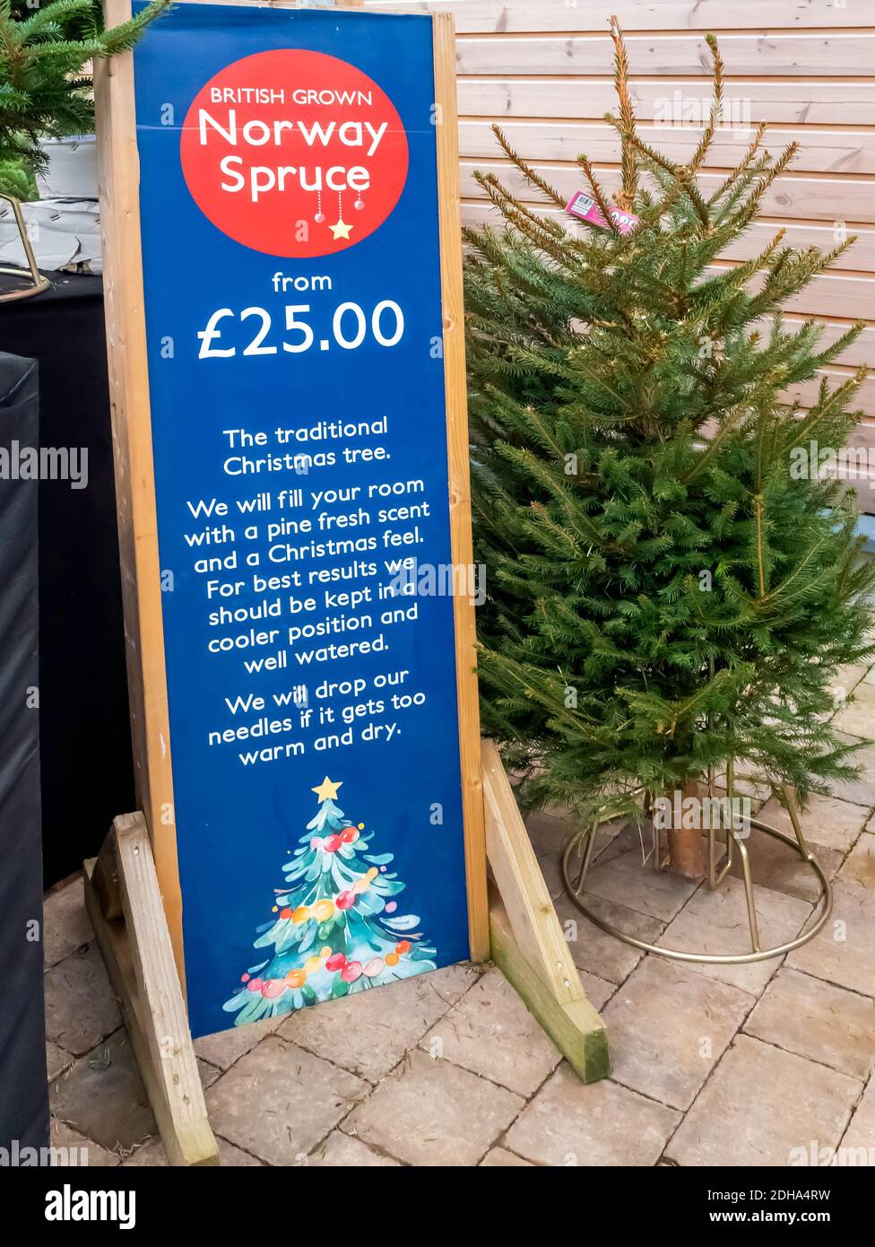 British grown Norway Spruce trees for sale in a garden centre at