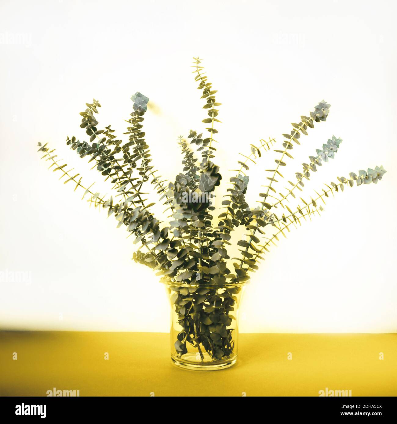 Gray eucalyptus branches in glass vase on the yellow table against white wall. Selective focus. Toned in trendy colors 2021. Stock Photo