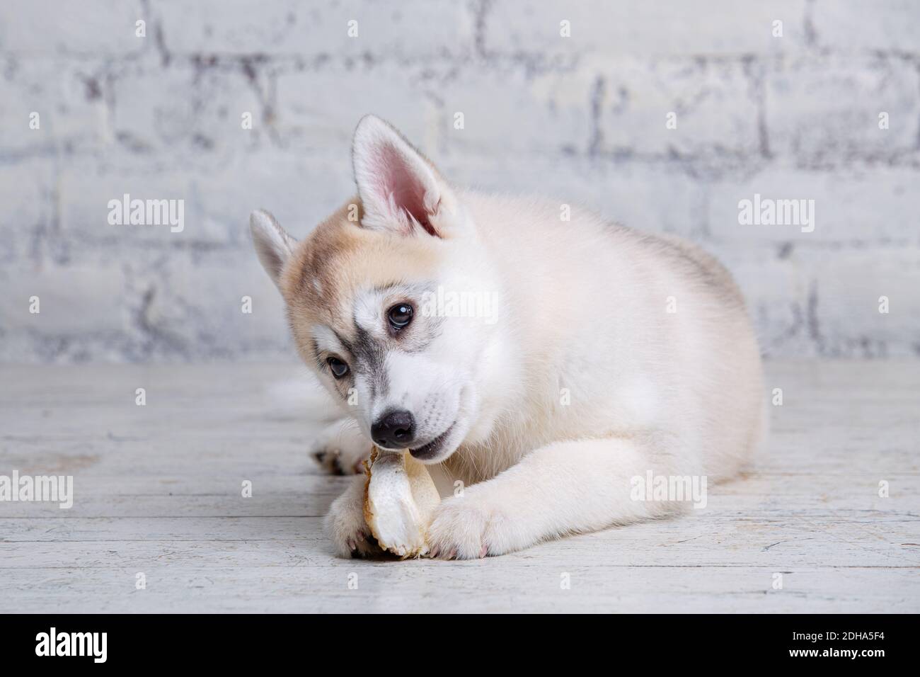 are huskies chewers