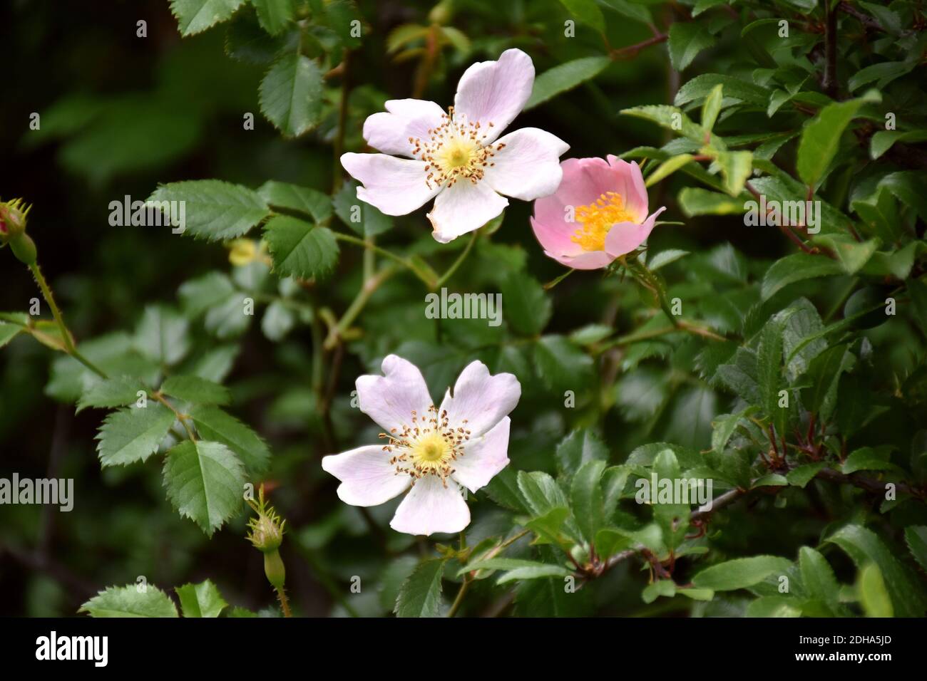 Rosehip flowers in different colors (Rosa eglanteria), its oil is used in cosmetics, to regenerate and nourish the skin. Stock Photo