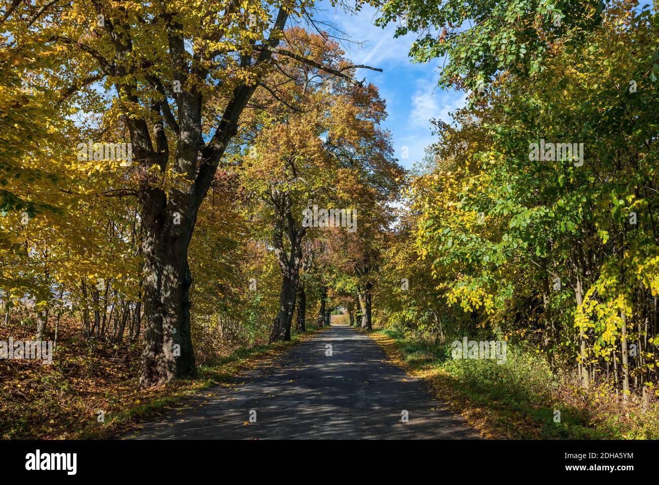 Fall colored trees on alley in autumn Stock Photo - Alamy