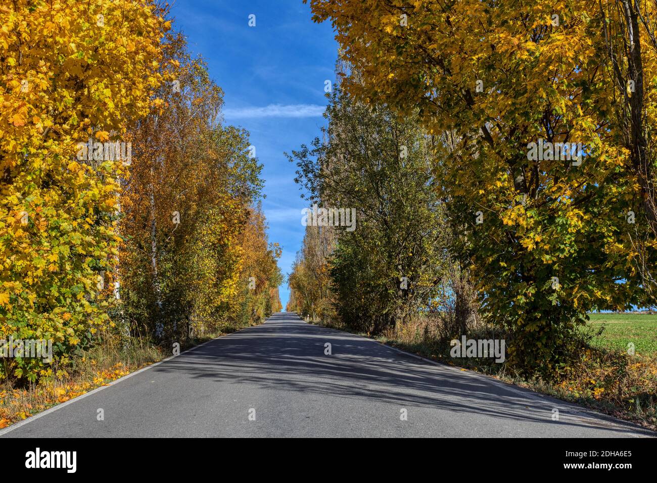 Fall colored trees on alley in autumn Stock Photo - Alamy