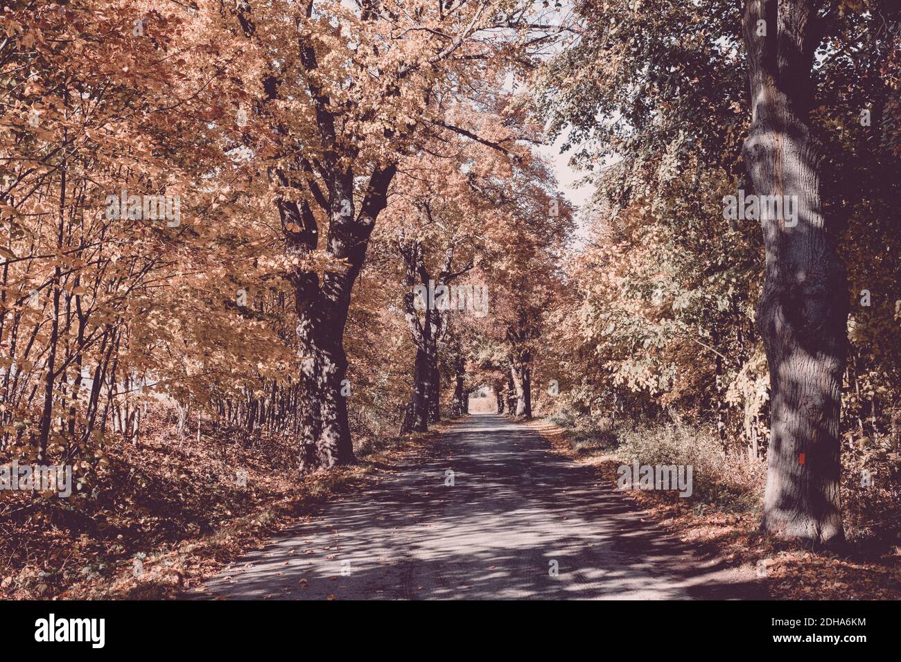 Fall colored trees on alley in autumn Stock Photo - Alamy