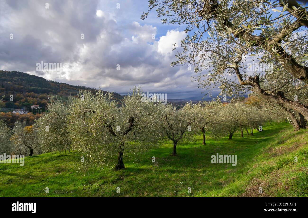 Olive grove during the olive harvest season in Tuscany land, Italia ...