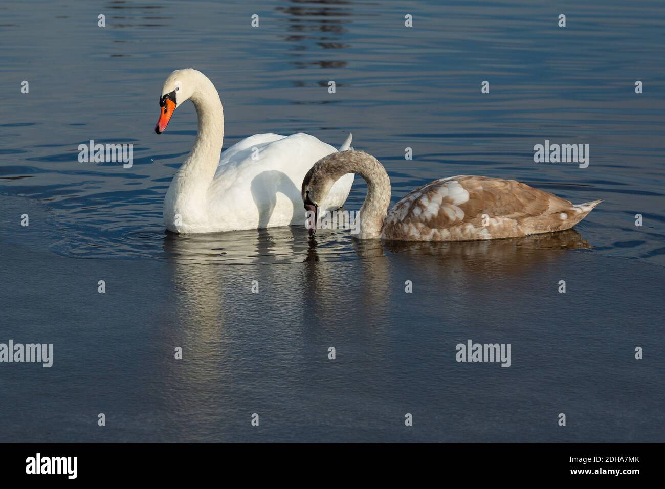 A white mute swan with orange and black beak and young brown coloured offspring with pink beak swimming in a lake with blue water on winter sunny day. Stock Photo