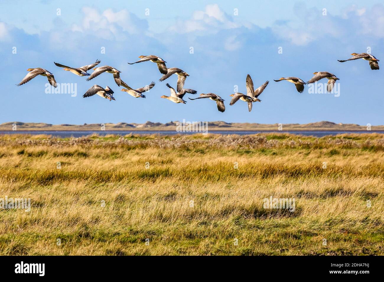 The gray geese flew over the salt marshes in East Frisia on the North Sea. They are not used to people and are accordingly shy. Stock Photo