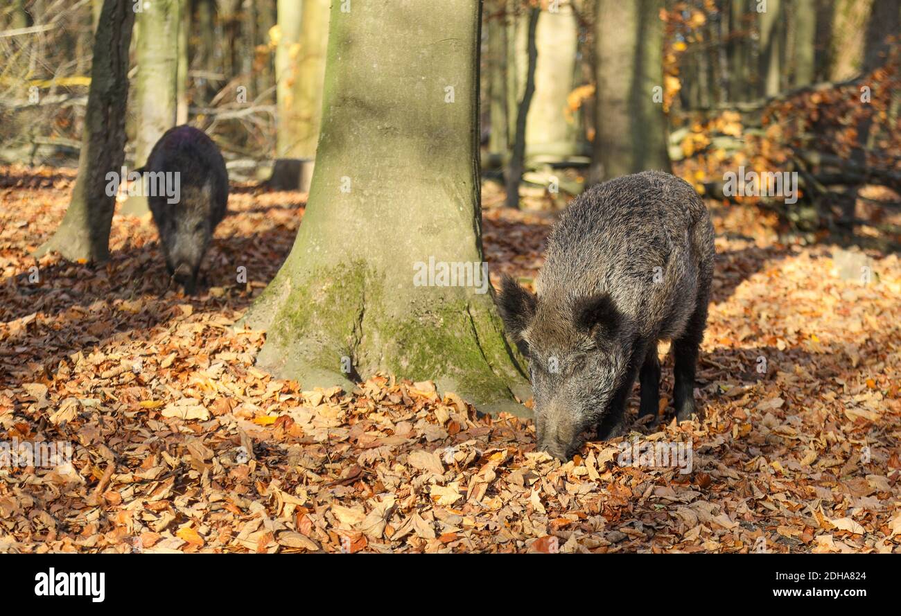 A wild boar eating or foraging in the forest in Holstein Switzerland, Germany. Stock Photo