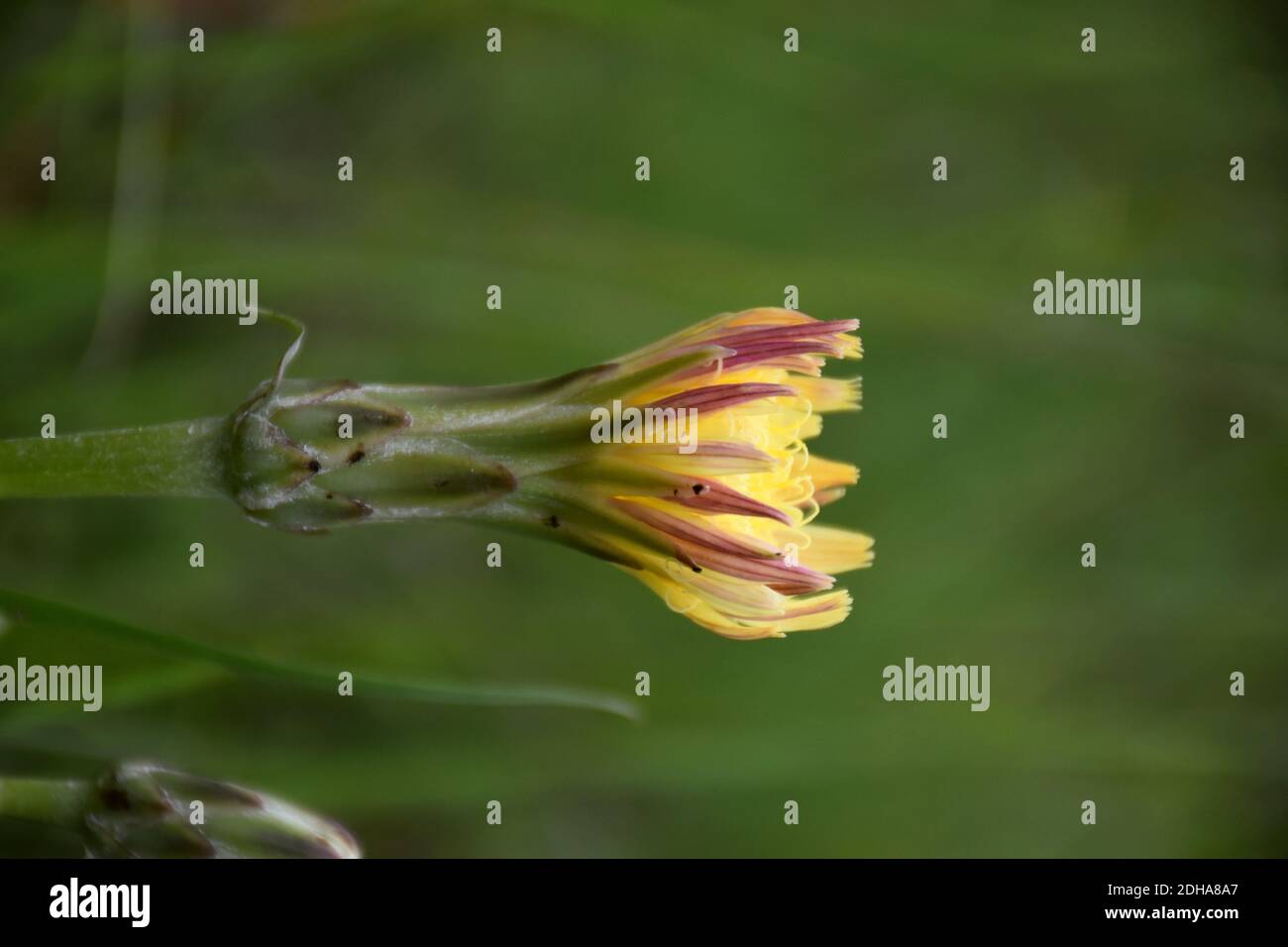 Side view of yellow flower of Scorzonera angustifolia in grassland. Stock Photo