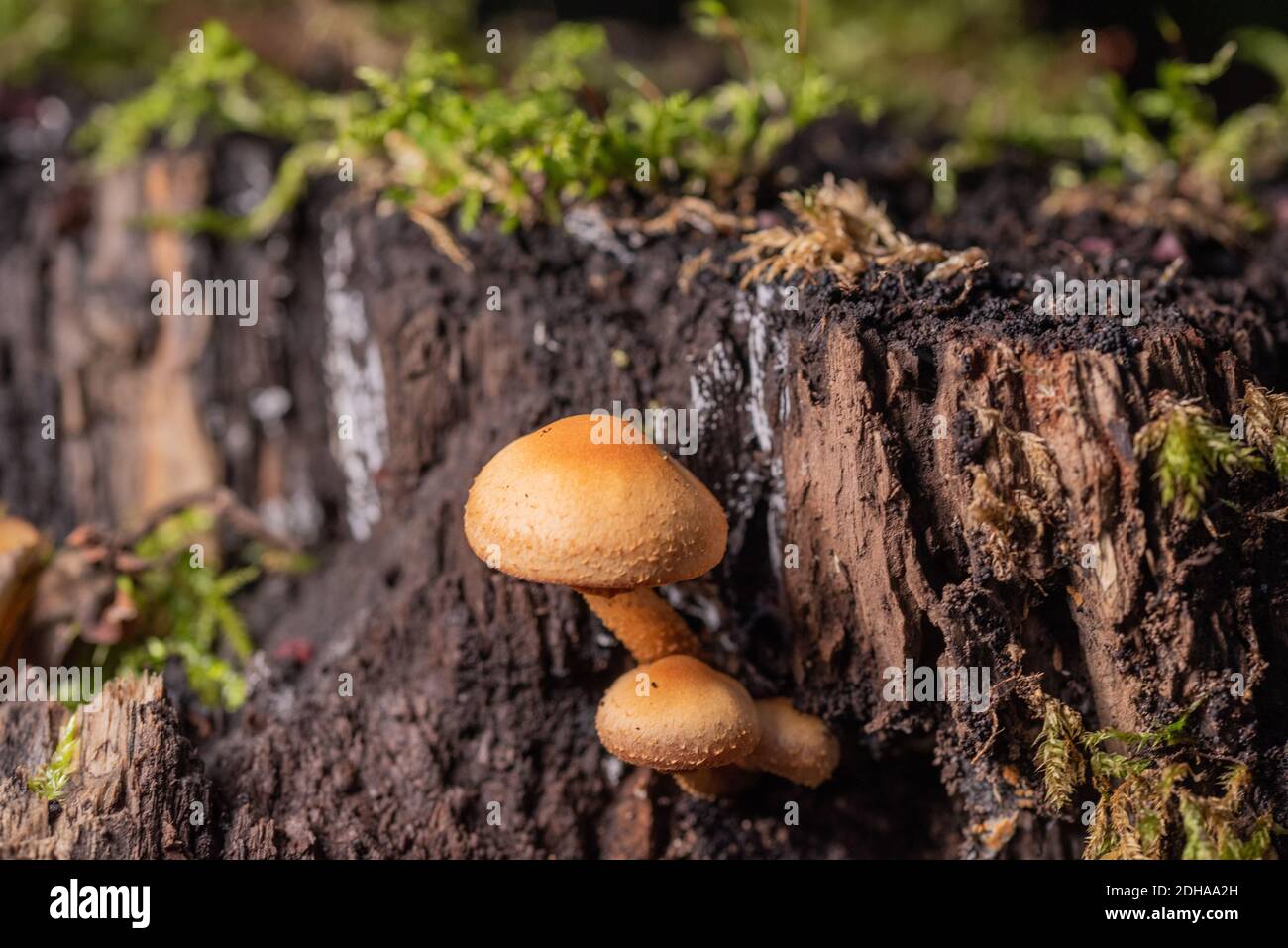 Intermediate slats stems hi-res stock photography and images - Alamy