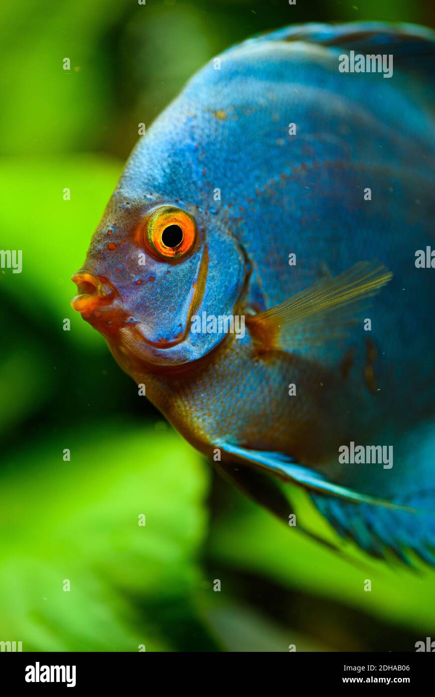Blue fish from the spieces Symphysodon discus closeup. Stock Photo