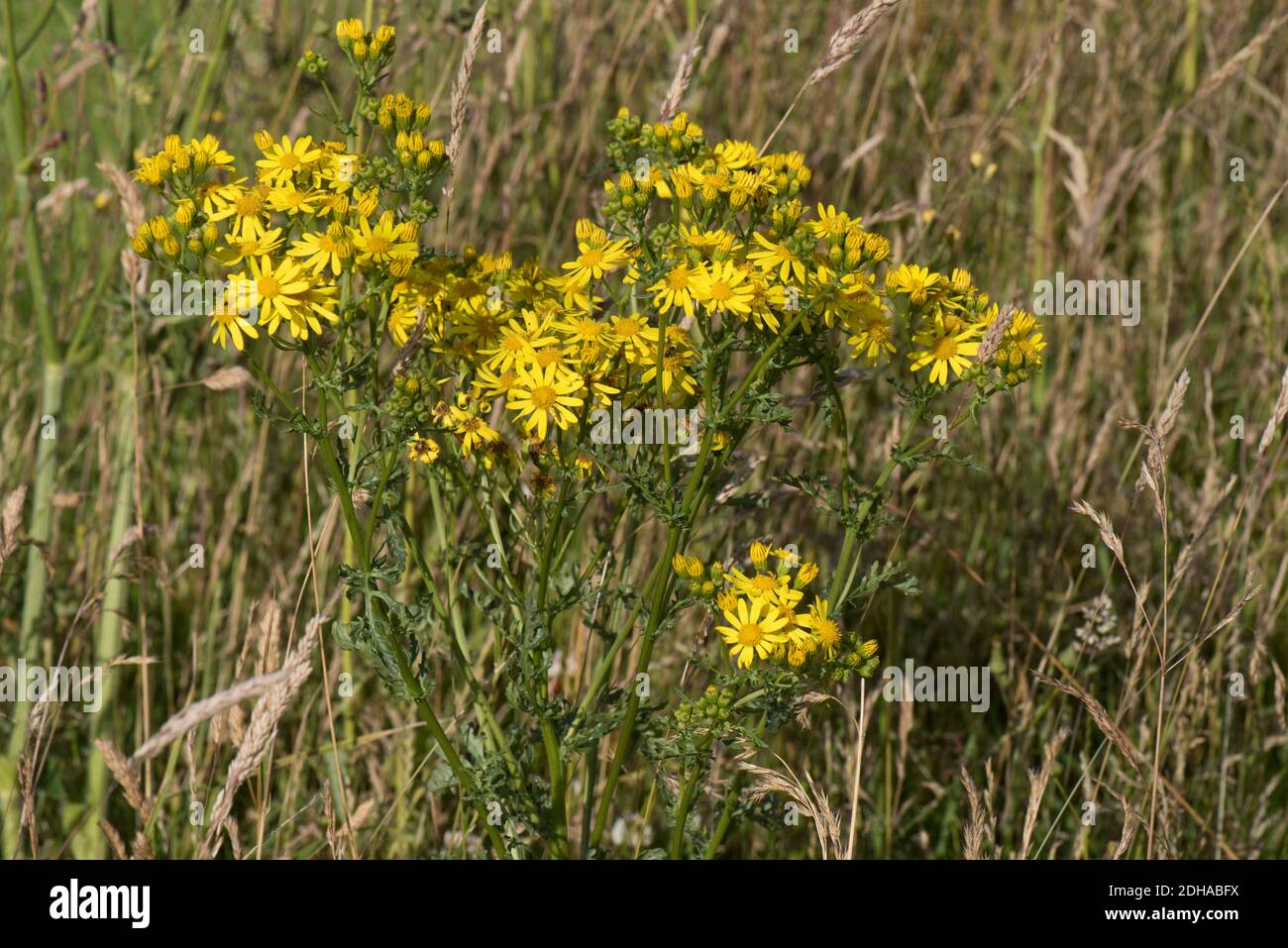Ragwort (Jacobaea vulgaris) yellow toxic flowering among seeding