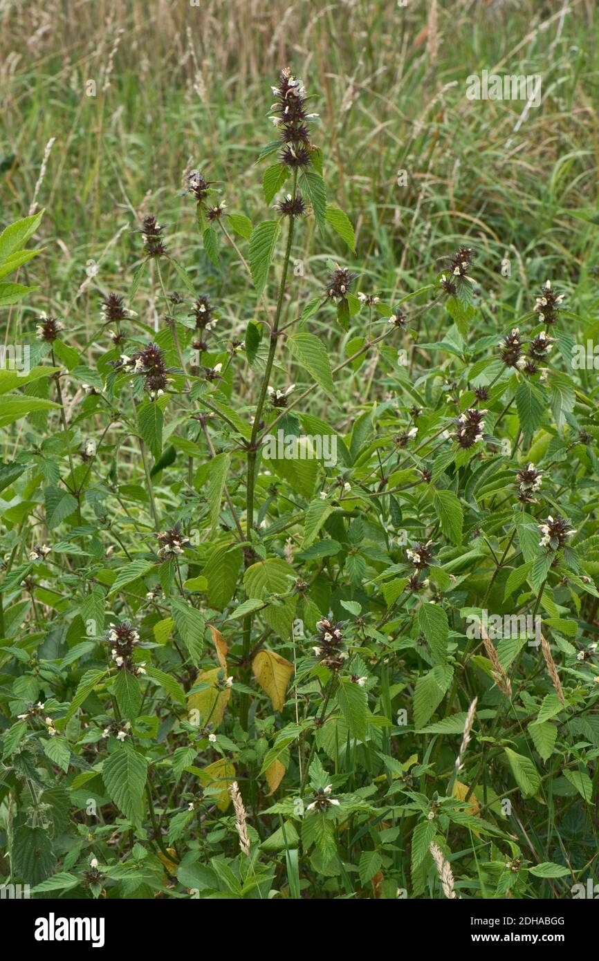 Common hemp-nettle (Galeopsis tetrahit) with white flowers and a dark purple calyx on waste ground, Berkshire, July Stock Photo