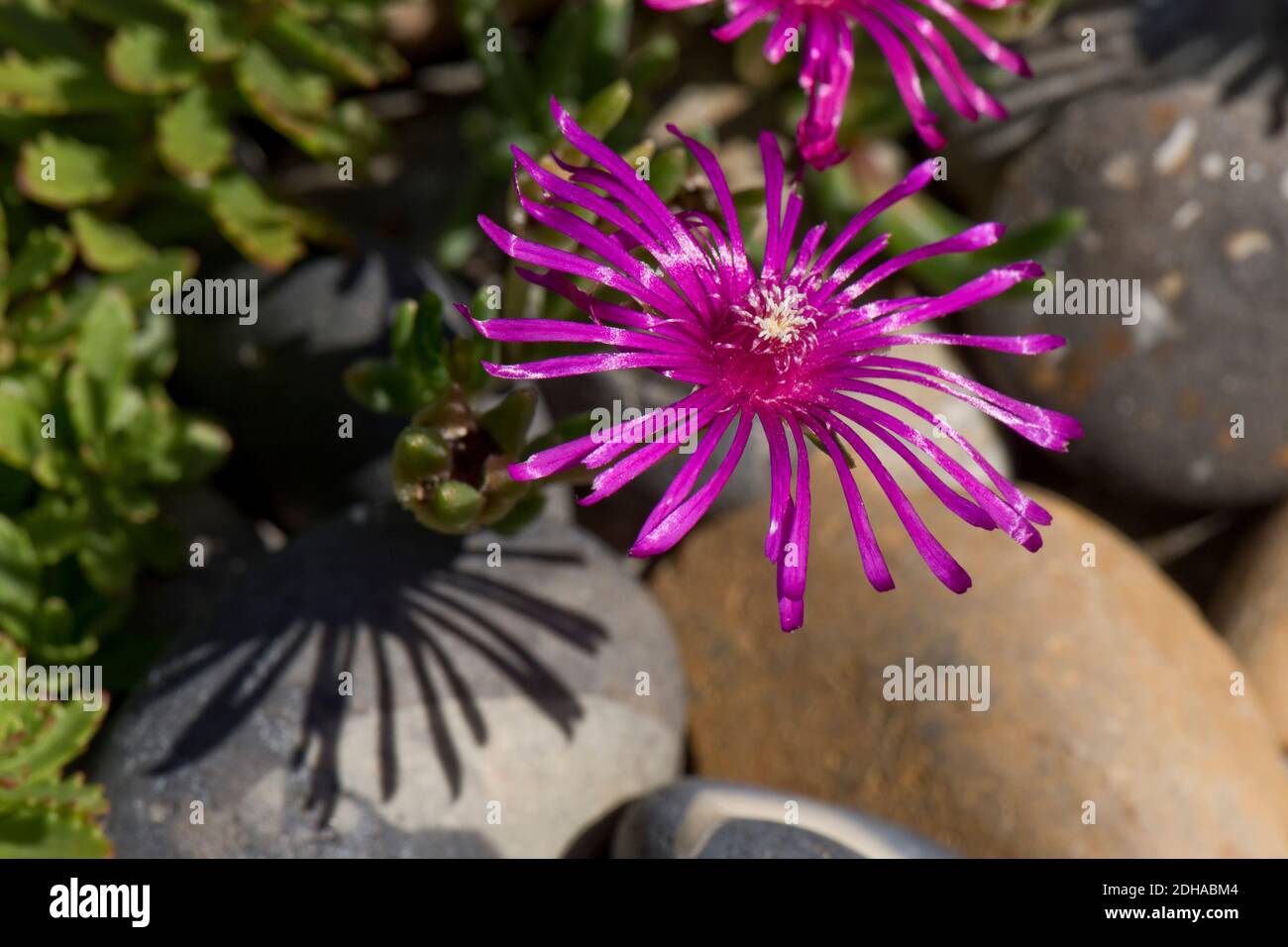 Pink ice plant or frosted ice plant (Mesembryanthemum sp.) delicate petals on an ornamental pink succulent flower, Berkshire, July Stock Photo