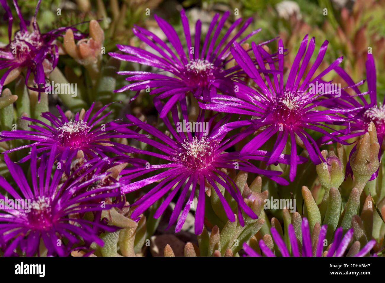 Pink ice plant or frosted ice plant (Mesembryanthemum sp.) delicate petals on an ornamental pink succulent flower, Berkshire, July Stock Photo