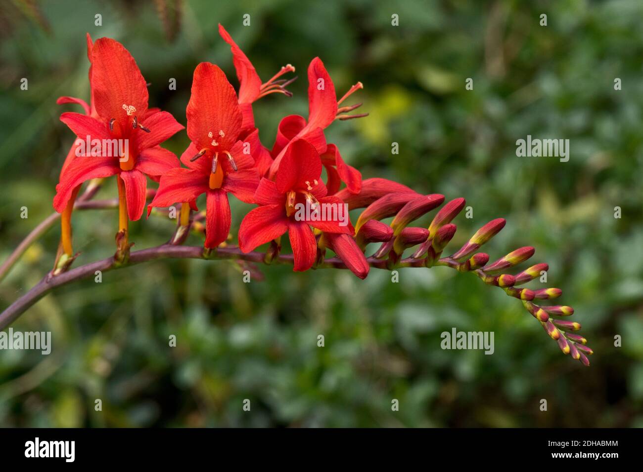 Red flower spike of Crocosmiia 'Lucifer' a cormous garden perennial with showy funnel-shaped flowers, Berkshire, July Stock Photo