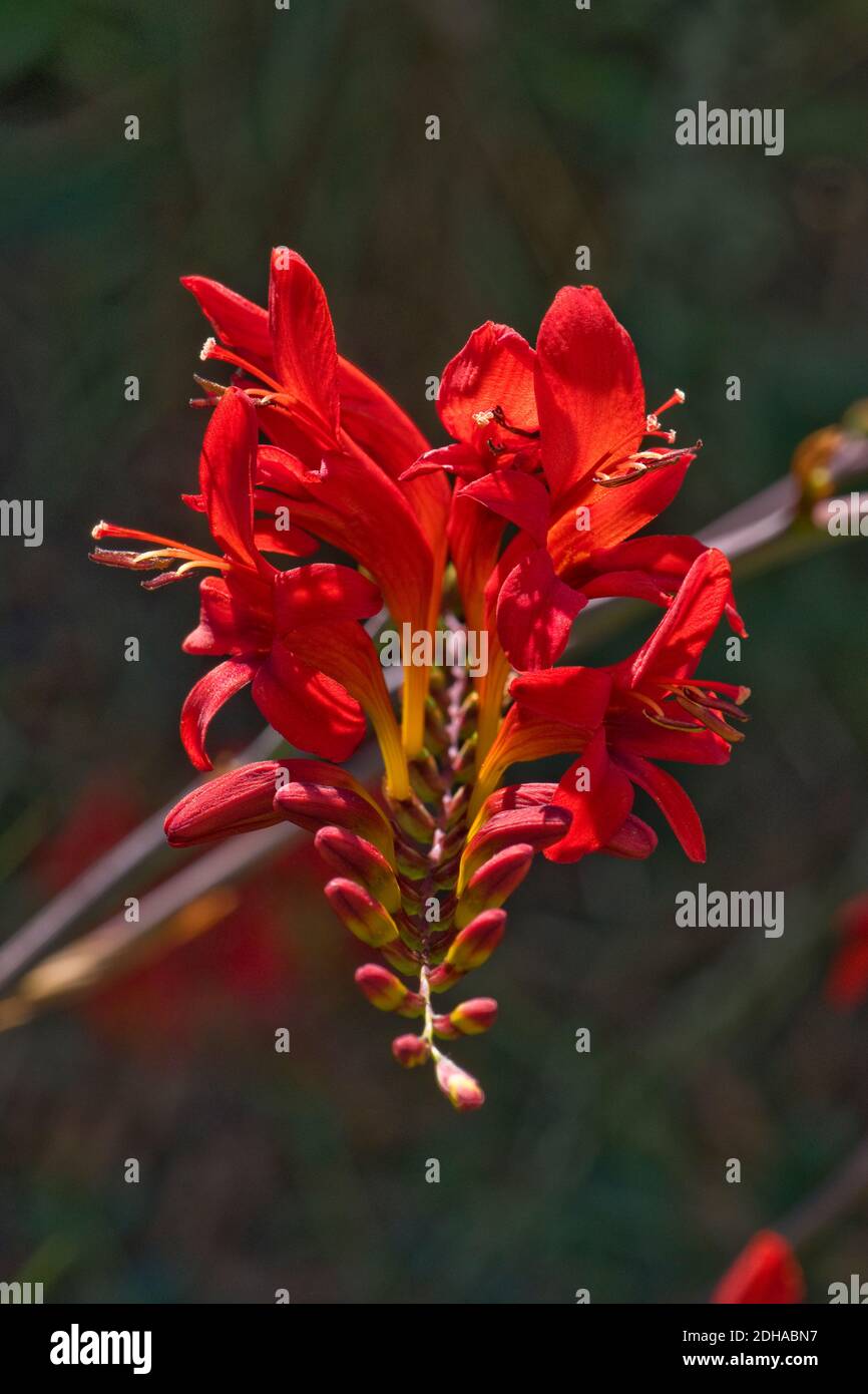Red flower spike of Crocosmiia 'Lucifer' a cormous garden perennial with showy funnel-shaped flowers, Berkshire, July Stock Photo