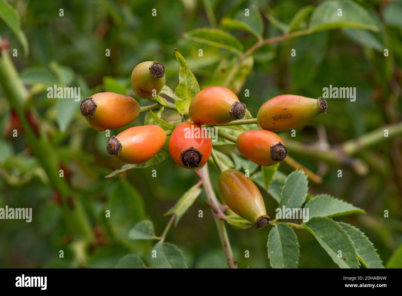 Ripening red yellow fruit, hips, of a wild dog rose (Rosa canina) high in vitamin C, B & E and antioxidants, they are used medicinally and for cooking Stock Photo