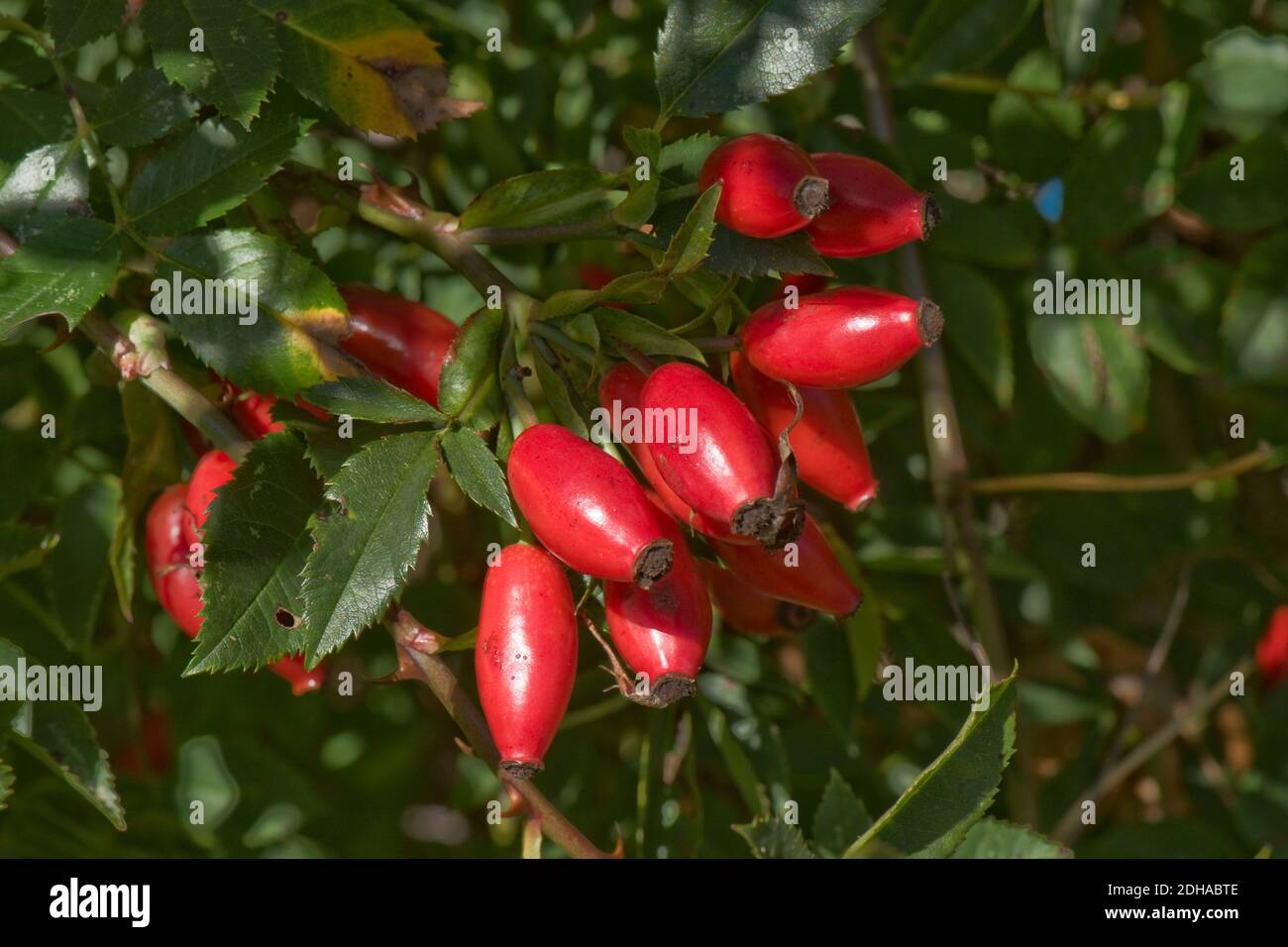 Ripe red fruit, hips, of a wild dog rose (Rosa canina) high in vitamin C, B & E and antioxidants, they are used medicinally and for cooking. Stock Photo