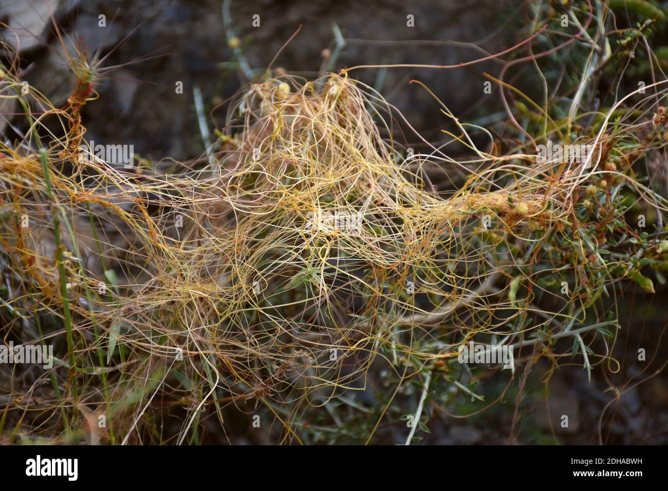 Invasive plant Cuscuta epiphytum. Stock Photo