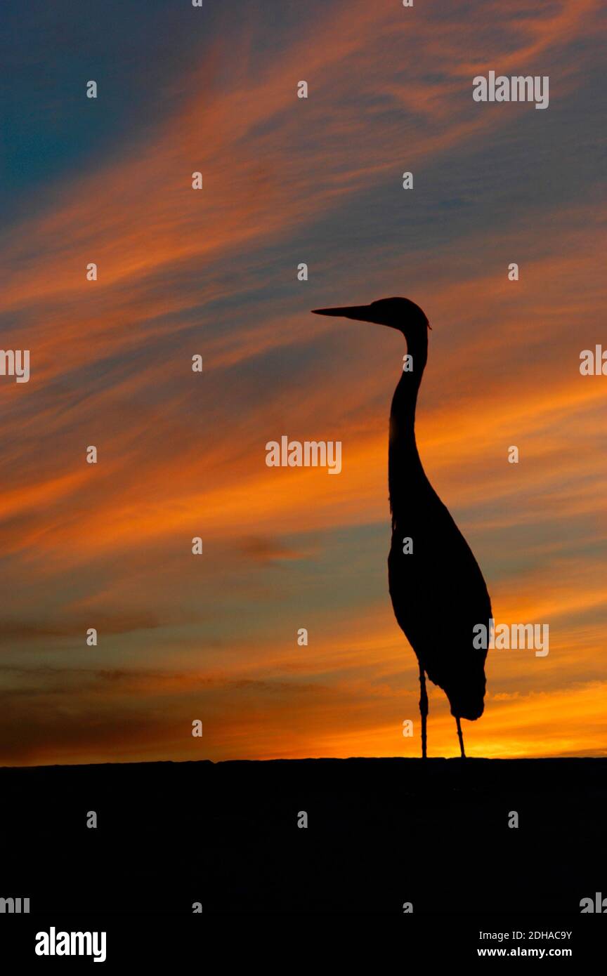 Great Blue Heron in Front of Setting Sun Tampa Bay Florida Stock Photo