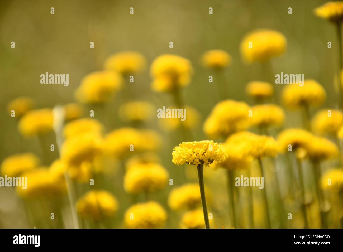 Santolina chamaecyparissus in flower, yellow hue of the sun. Flower mosaic with focus on a single flower. Stock Photo