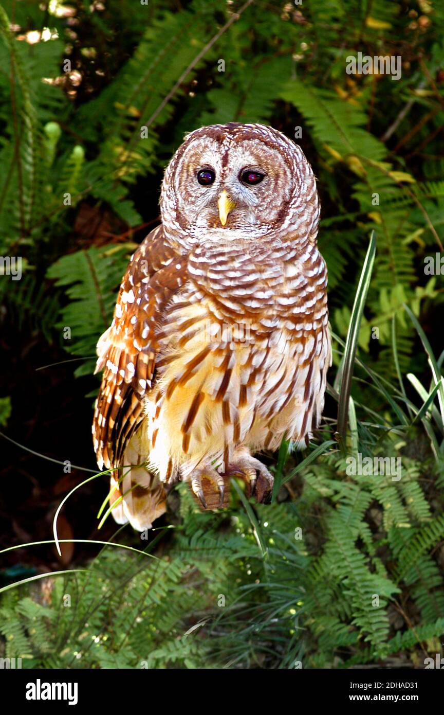 Close up potrait of a Barred Owl Stock Photo