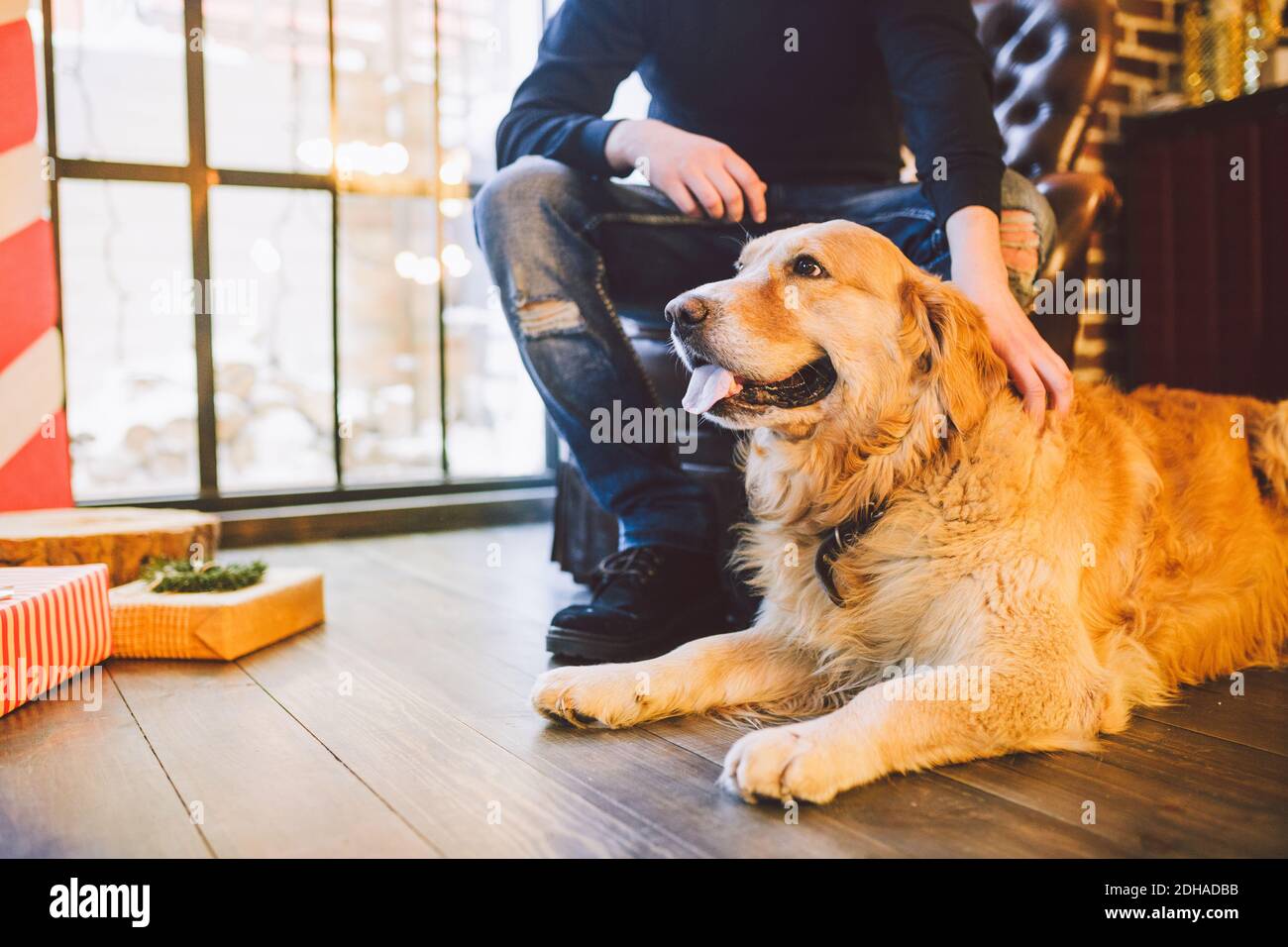 Adult Dog A Golden Retriever Abrador Lies Next To The Owner S Legs Of A Male Breeder In The Interior Of House On A Wooden Floor Stock Photo Alamy