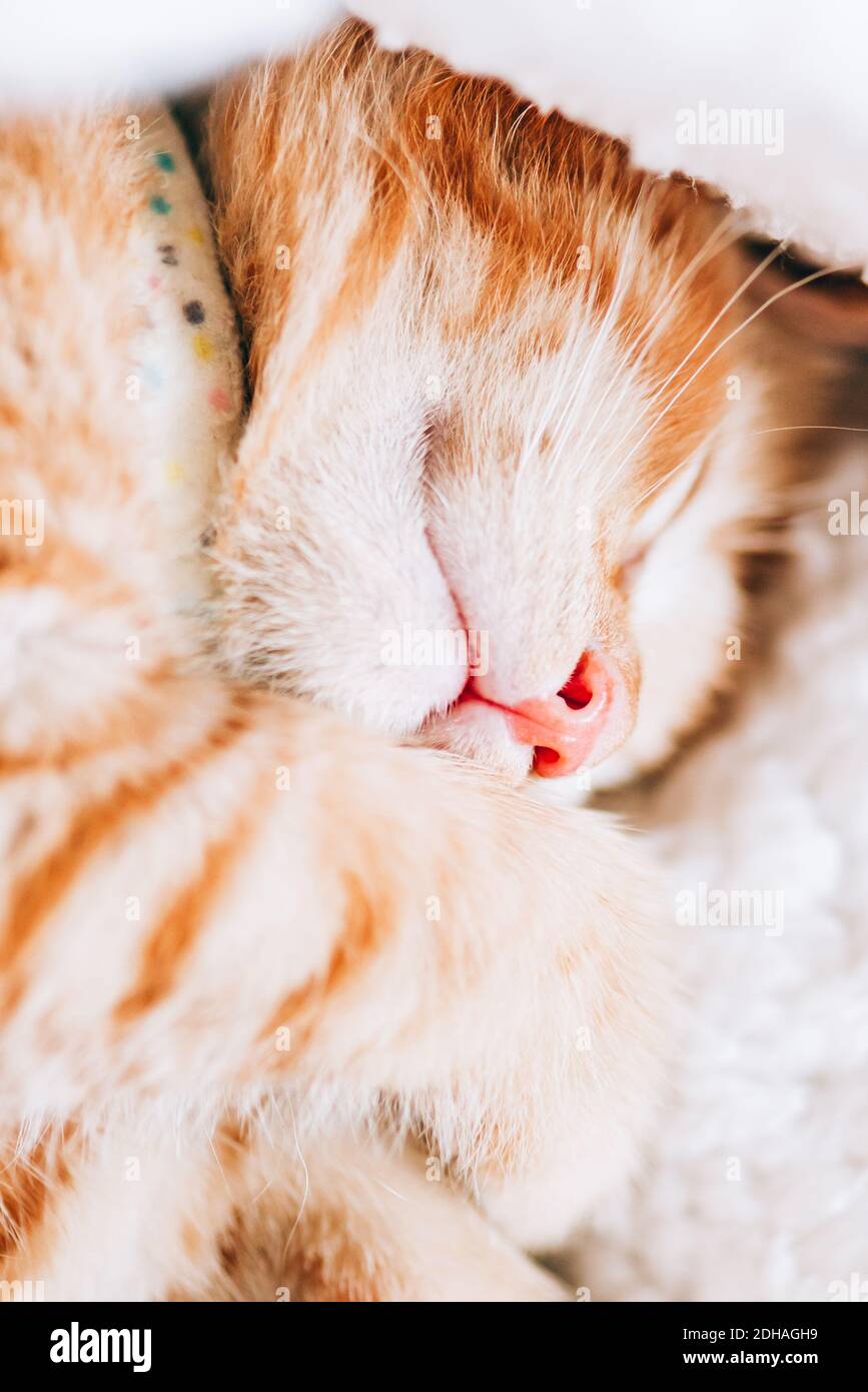 Cute ginger kitten sleeps Stock Photo - Alamy