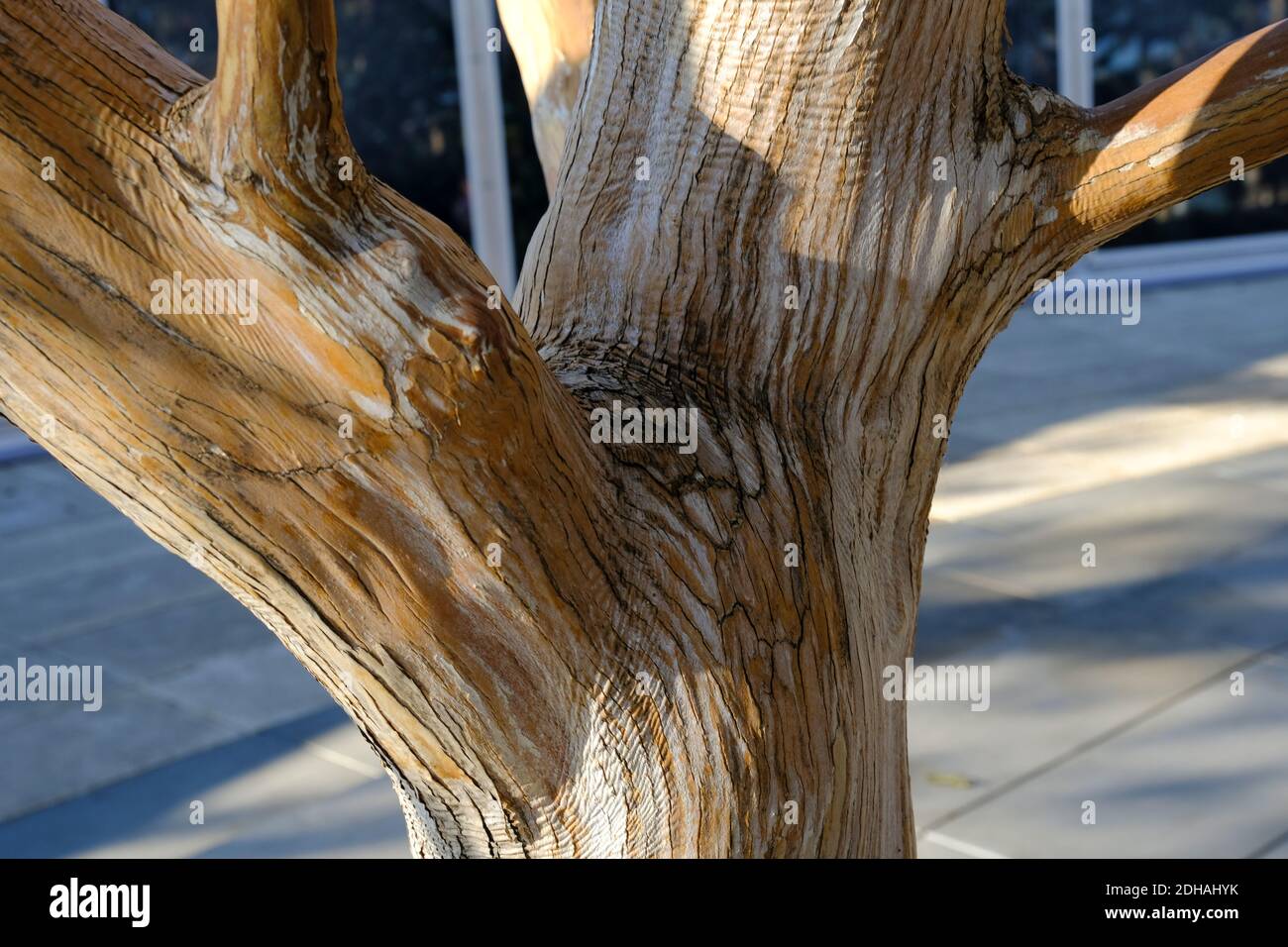 Delonix regia or Flame Tree. Wood texture, tree bark. Stock Photo