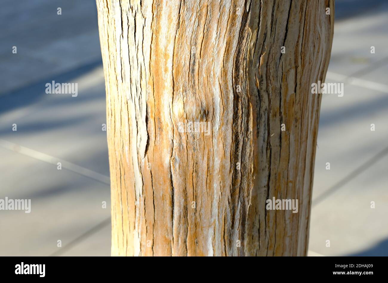 Delonix regia or Flame Tree. Wood texture, tree bark Stock Photo Alamy