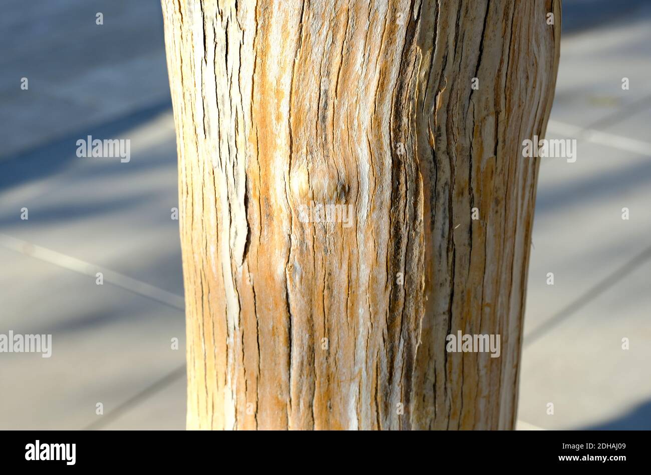 Delonix regia or Flame Tree. Wood texture, tree bark. Stock Photo