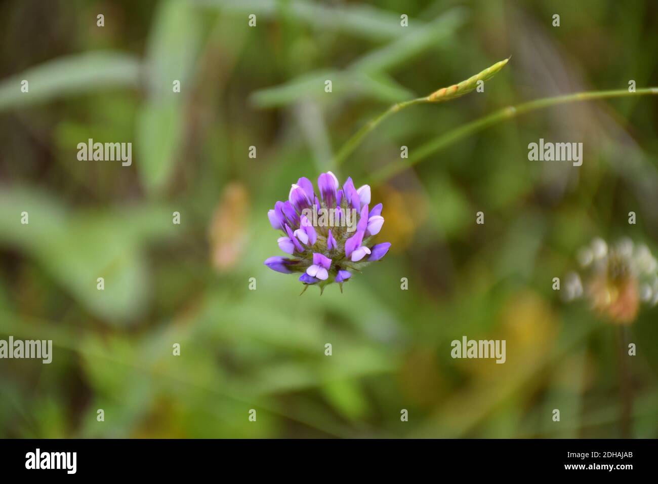 Clover flower (Bituminaria bituminous) on roadside, blue-violet corolla. Stock Photo
