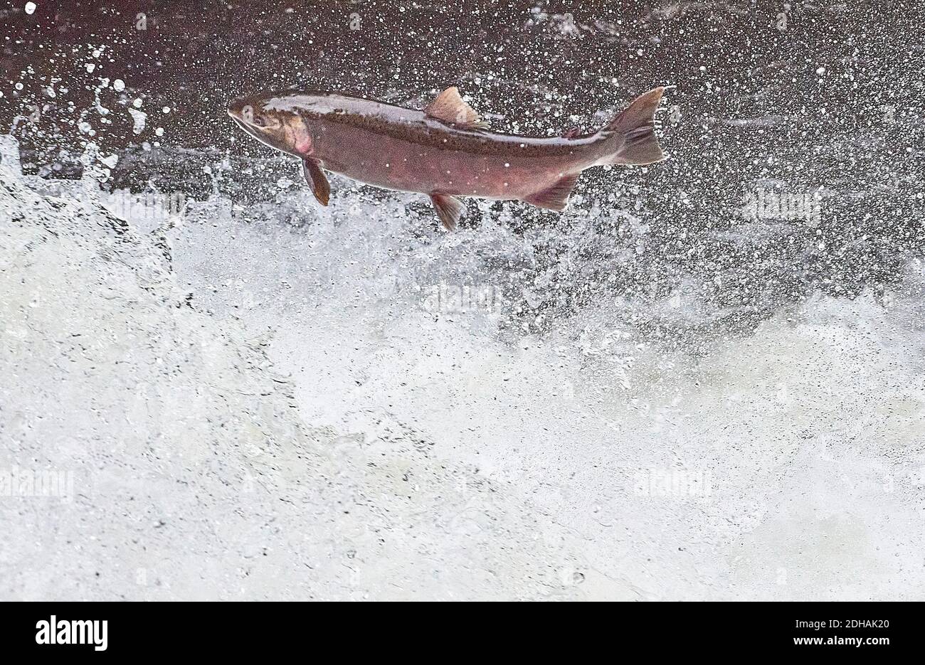 A migrating Coho salmon (Oncorhynchus kisutch) jumps up Lake Creek Falls on a tributary of the Siuslaw River in western Oregon. Stock Photo