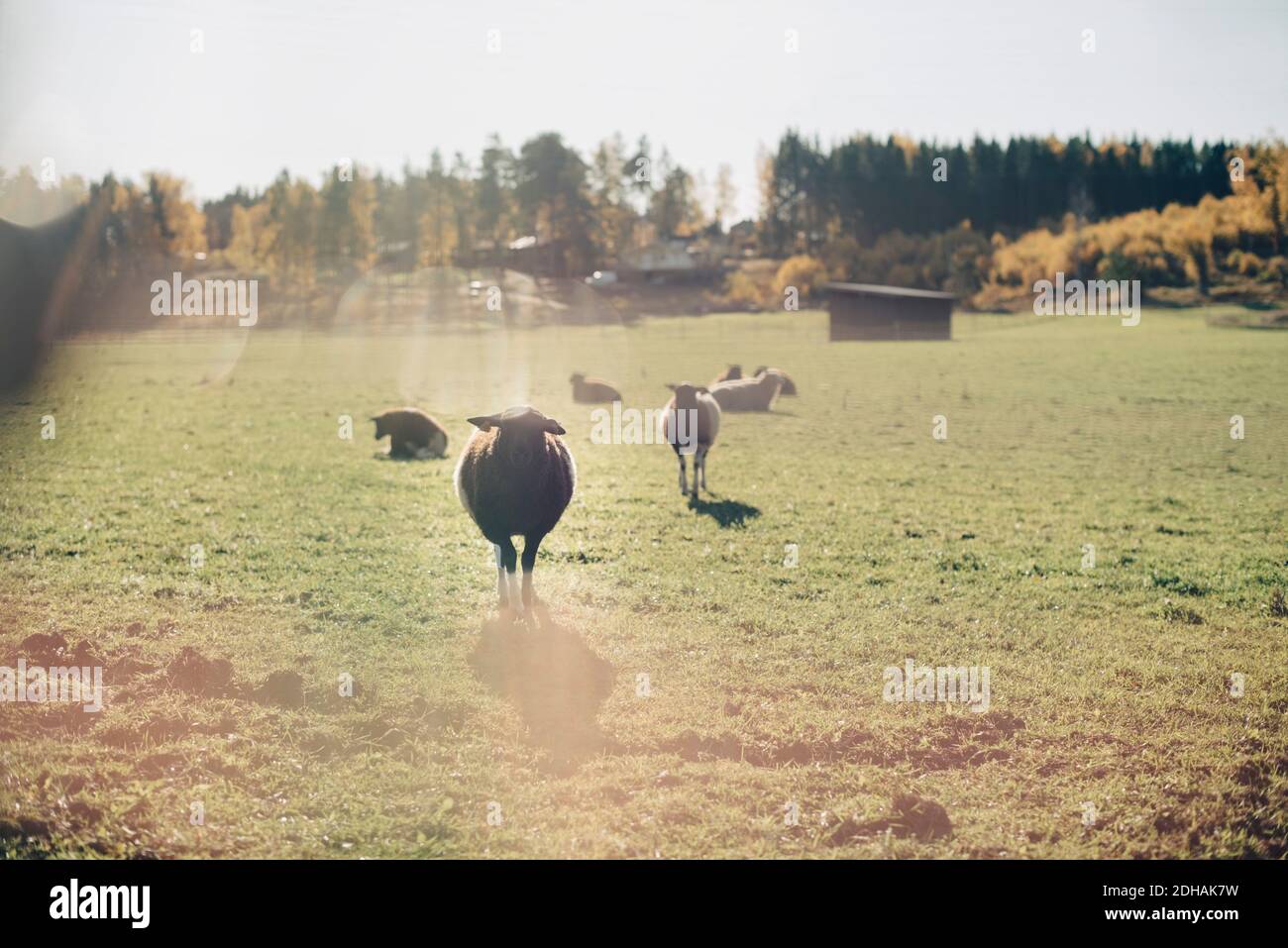 Sheep on field at organic farm Stock Photo