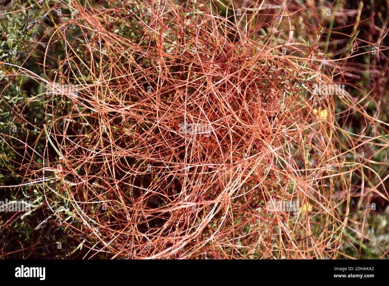 Parasitic plant called Cuscuta epiphytum in mountain gorse. Stock Photo