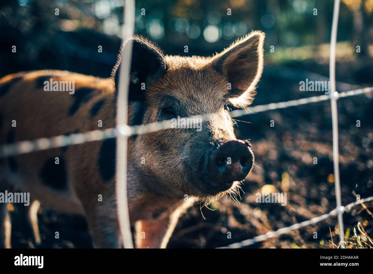 Pig standing in animal pen at organic farm Stock Photo