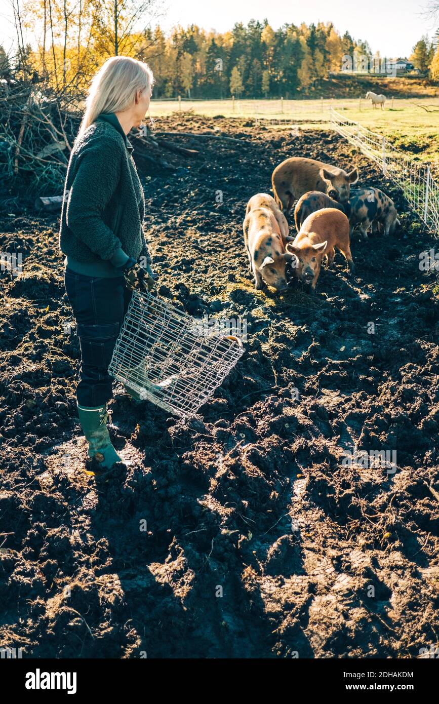 Full length of mature female farmer with basket looking at pigs grazing on organic farm Stock Photo