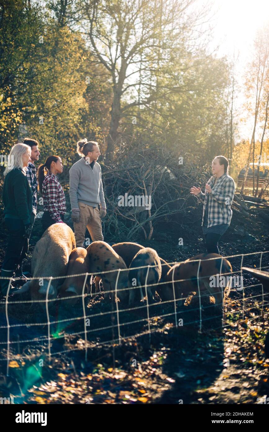 Mid adult female instructor talking with farmers by pigs at organic farm Stock Photo