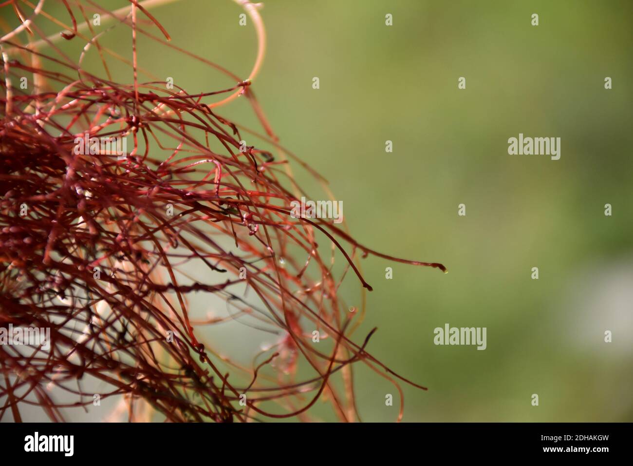 Detail of Cuscuta epiphytum stolons in mountain, seen from left to right. Stock Photo