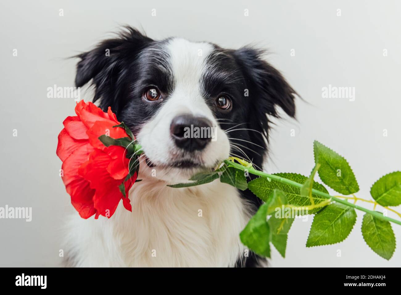 St. Valentine's Day concept. Funny portrait cute puppy dog border ...