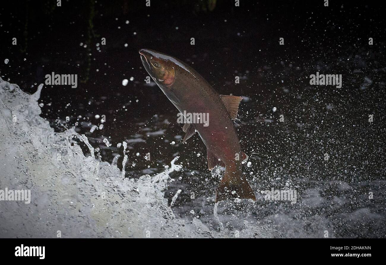 A migrating Coho salmon (Oncorhynchus kisutch) jumps up Lake Creek Falls on a tributary of the Siuslaw River in western Oregon. Stock Photo