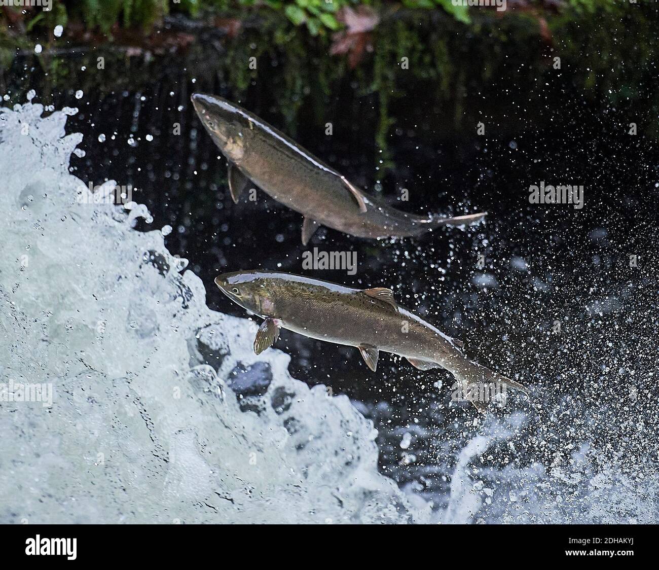 Migrating Coho salmon (Oncorhynchus kisutch) jump up Lake Creek Falls on a tributary of the Siuslaw River in western Oregon. Stock Photo