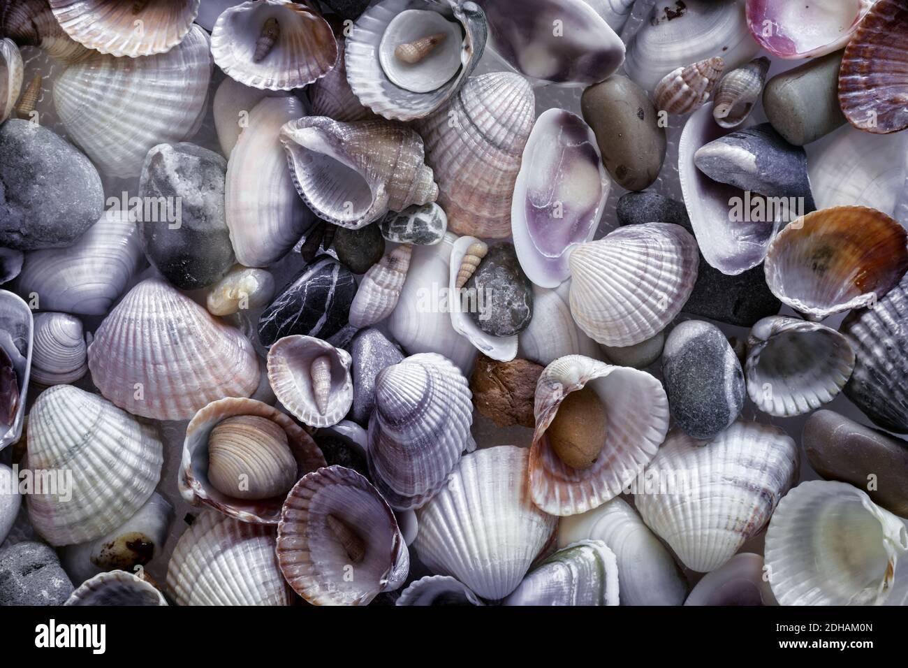 Small sea stones and various shells close up Stock Photo