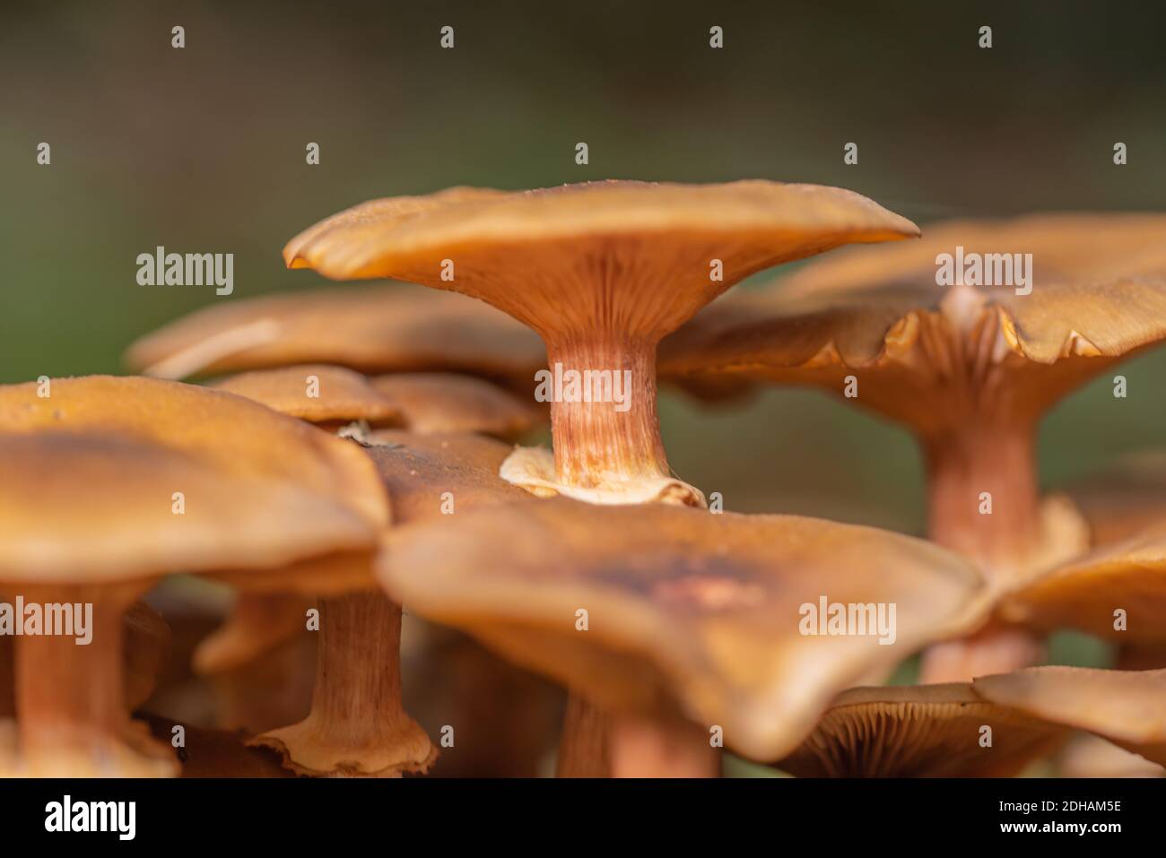 Honey yellow honey mushroom Stock Photo