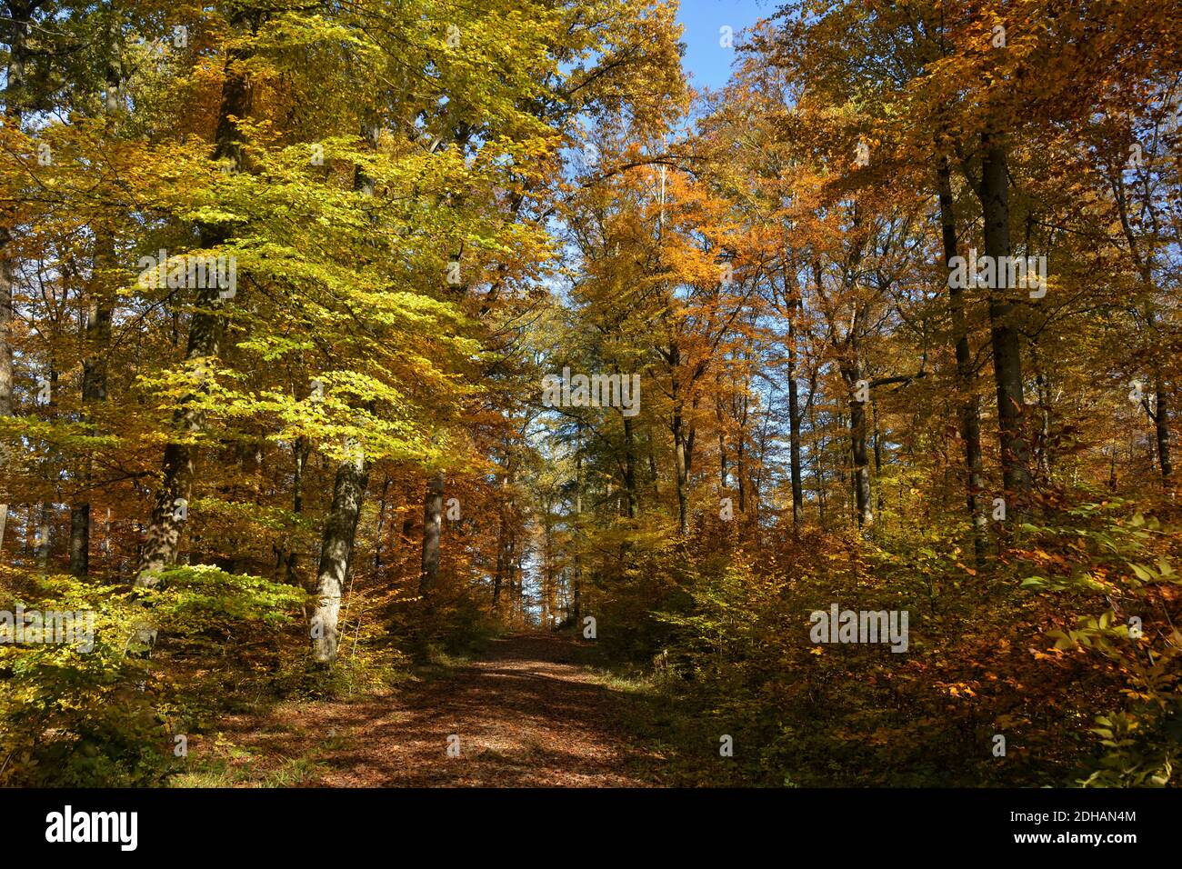 Southern black forest nature park hires stock photography and images