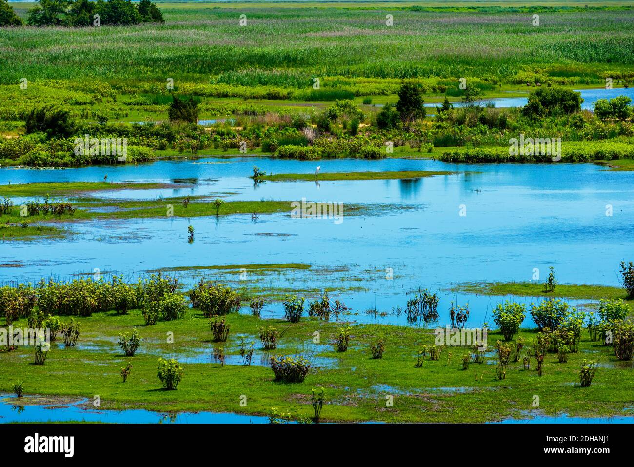 A long distance photo of a lush wildlige refuge in the coastal wetlands of New Jersey. Stock Photo