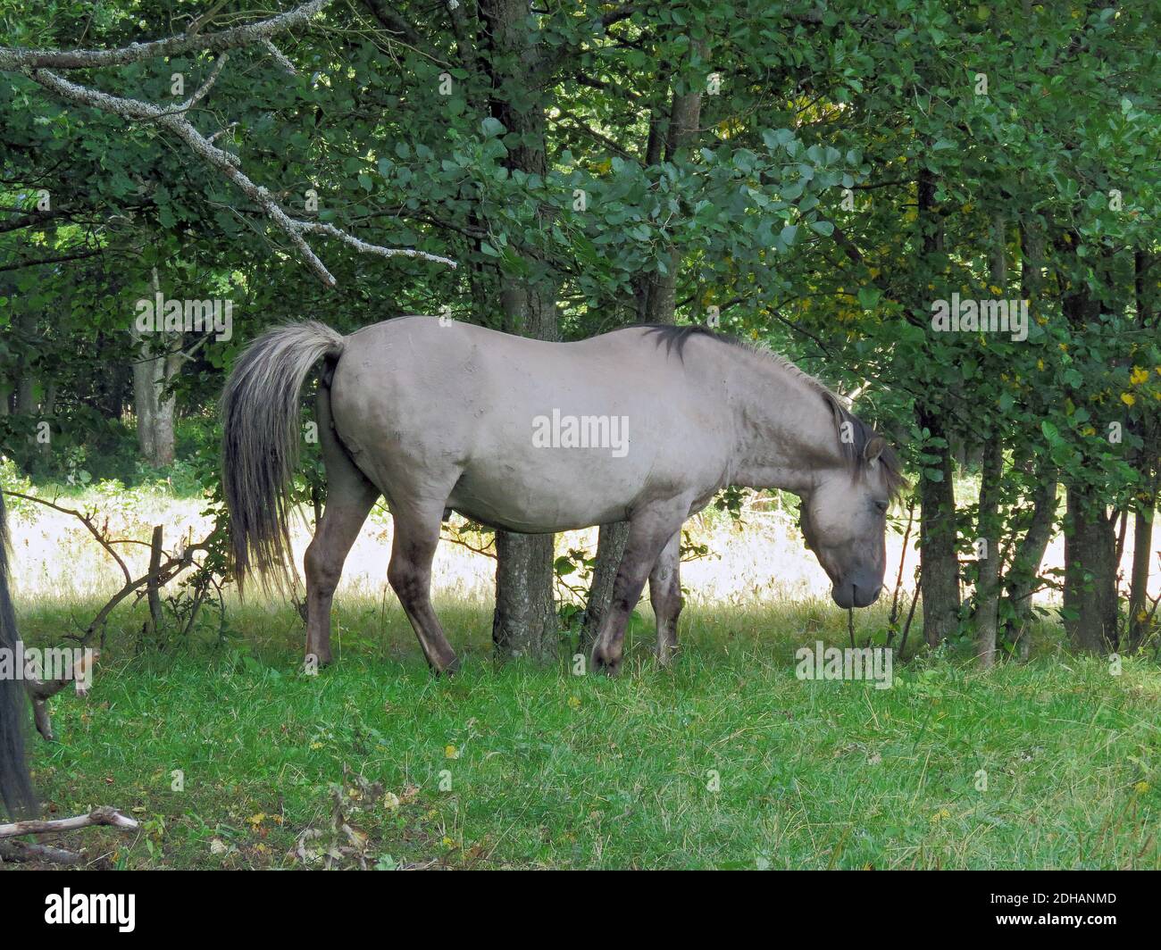 Wild konik polski or Polish primitive horse at Engure Lake Nature Park,  photo Bo Arrhed Stock Photo