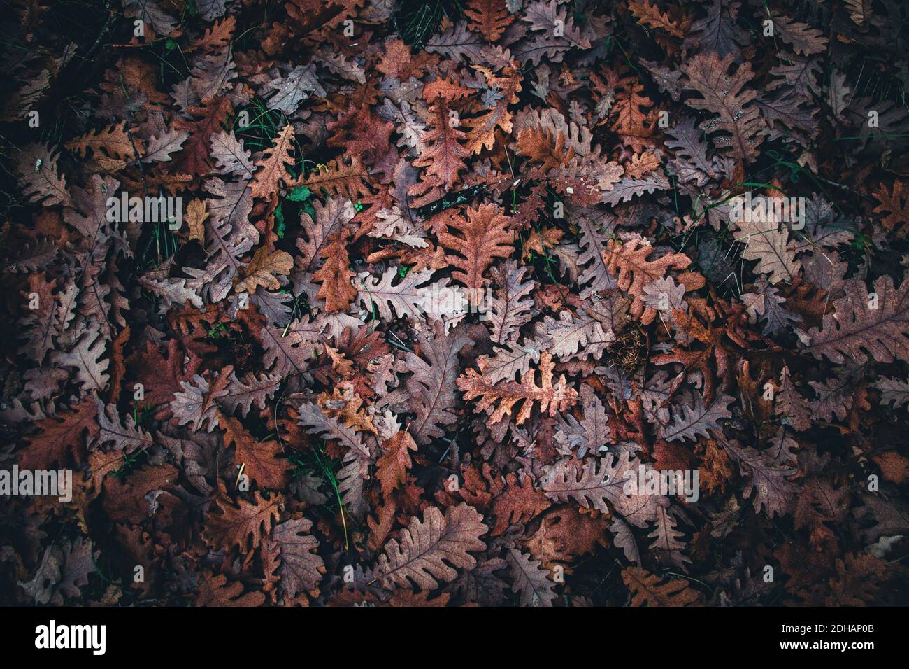 Circle of fallen leaves hi-res stock photography and images - Alamy