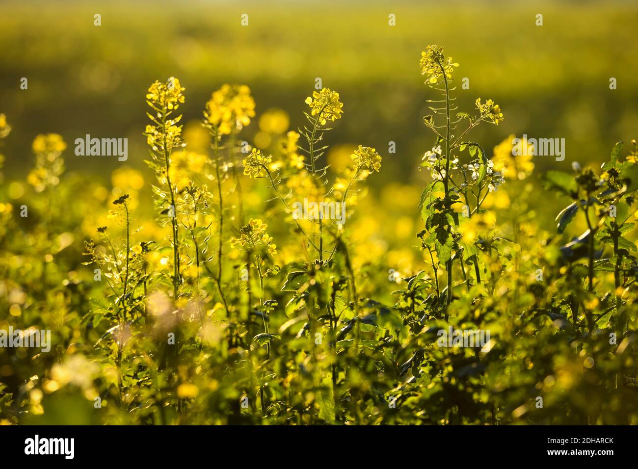 Feld mit Senfpflanzen, Sinapis arvensis, zur Gründüngung in Kirchwerder ...
